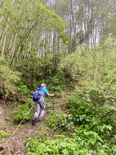 溪頭山、竹崙山、志騰山三山O型順撿內湖山  2024/5/312517731