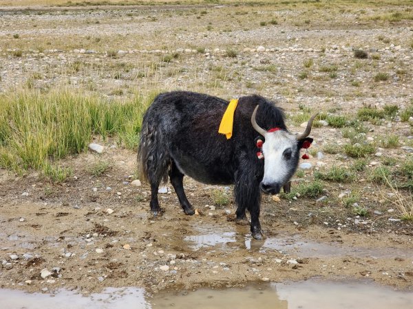 西藏♥️可愛動物🐎人物寫真/拉薩旅拍/美食2911679