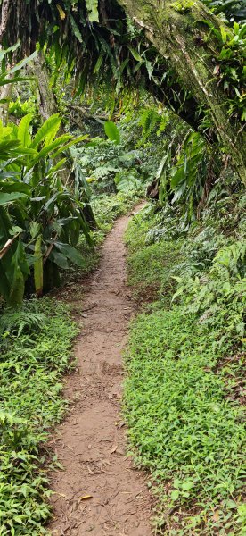 2026-0307 造鎮-文筆山-天華山-南勢角山-蘭花亭-牛伯伯3015829