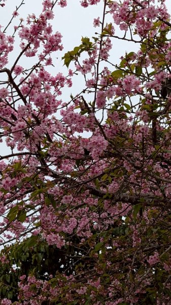 雲嘉五連峰 (大尖山、二尖山、馬鞍山、梨子腳山、太平山)2991061
