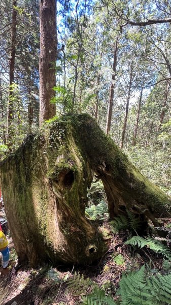 太平之旅 三星山/翠峰湖/見晴2873358
