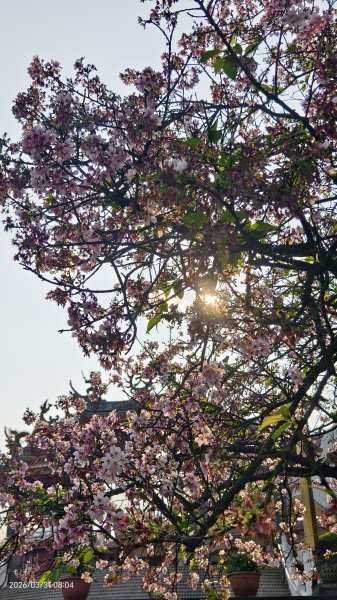 #大鳳蝶 (雌無尾) #綠繡眼 #頂湖小鎮 #紫藤 #觀音山 #日出 #天元宮 #吉野櫻 3/313026505