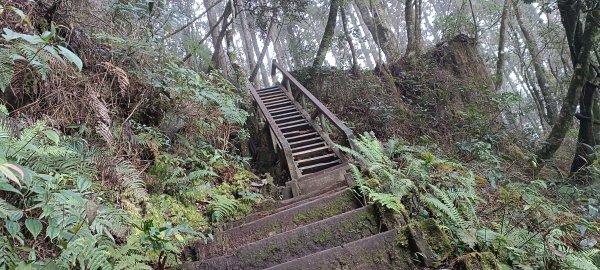 20231202_八仙山主峰步道+佳保台山2365994