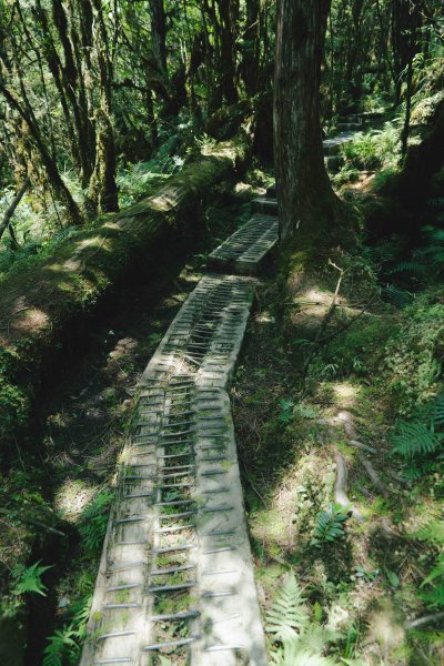 翠峰湖環山步道2251609