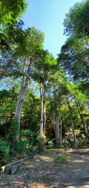 2021-11-14咬人狗坑登山步道(三汀山)1515074