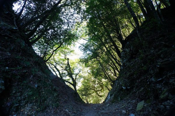 新竹 五峰 西高橋山、霞喀羅大山2959328