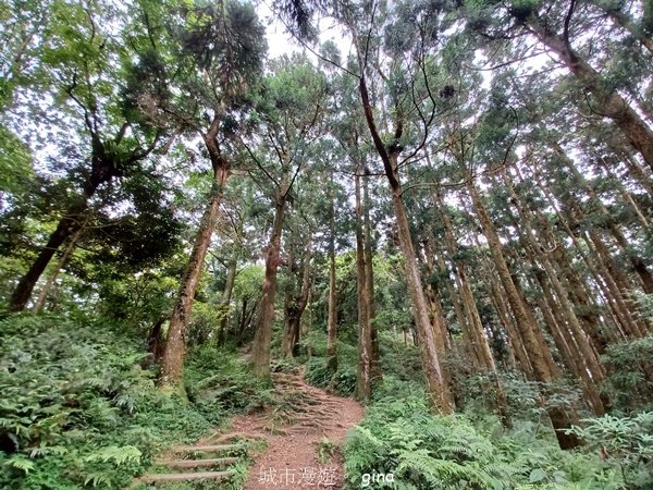 【桃園復興】台灣百大必訪步道。 東眼山森林遊樂區-東眼山自導式步道2835926