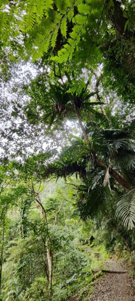 花蓮瑞穗．富源國家森林遊樂區景觀步道202602203013171