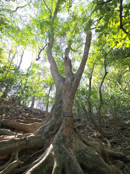 雙溪樹木園>九芎山>九茶山來回2772125
