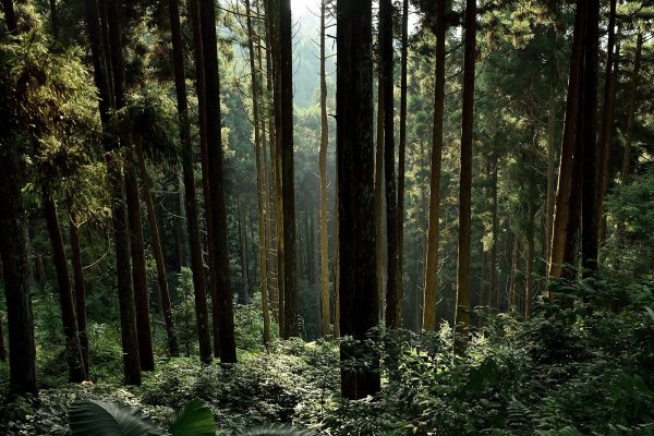 羅山林道登油羅山1869801