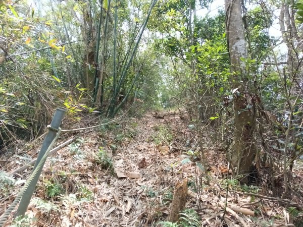 竹東鎮柯子湖山福隆步道稜線路+腰繞路P字走3013373