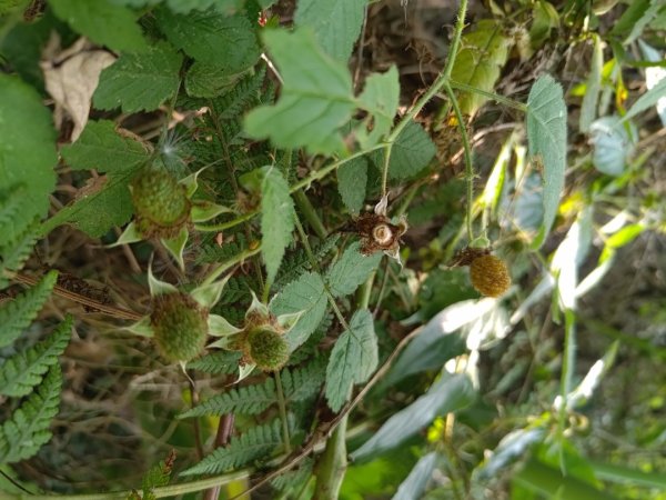 塘湖古道塘湖山甕缸潭2454269