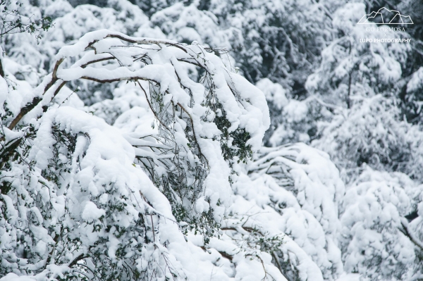 【攝野紀】夢幻般的雪中松蘿湖264558