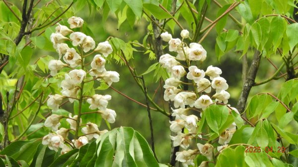 五色鳥和鐘萼木&夕陽晚霞 4/202766535