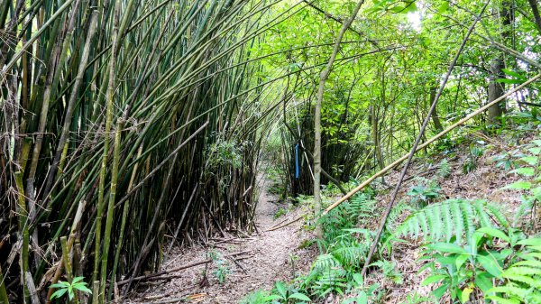 向北的龜溪縱走。評耶哀2777739