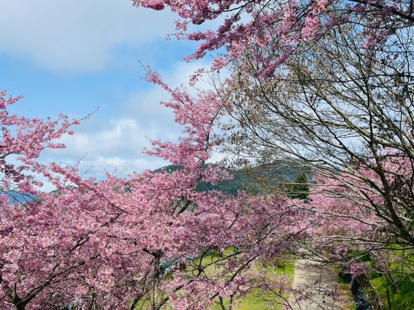 桃園 復興 巴陵 恩愛農場3011866