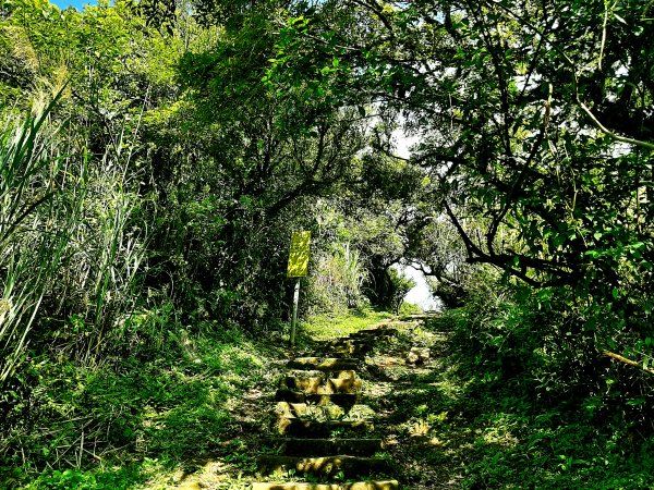 臺北大縱走3｜山行找回忙碌日常遺失的幸福感2473605