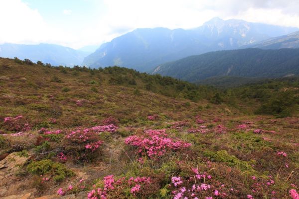 紅毛杜鵑 合歡北峰338967