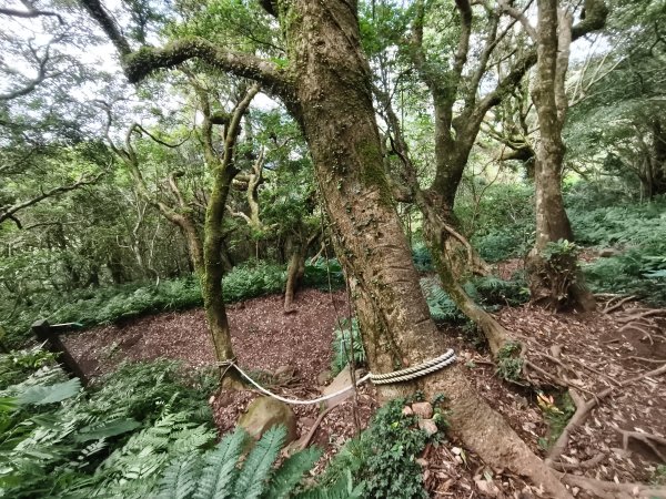 [百山百鳥尋旅-11/15] 2025_0927 大屯主峰-連峰步道_大屯山南峰2899391