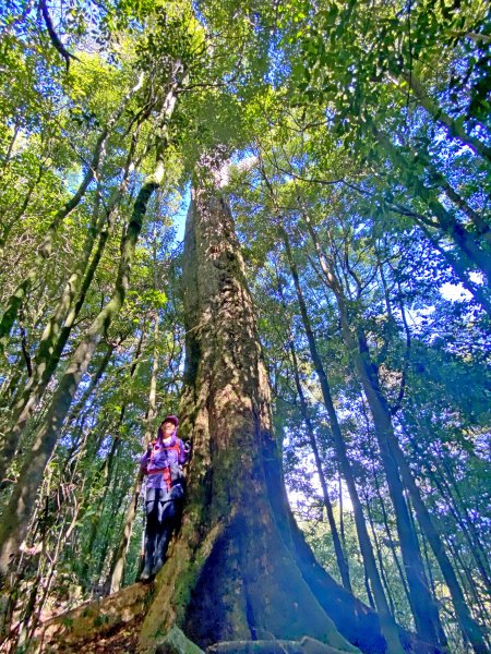 鳶嘴稍來神木、稍來山O型走20209151102468