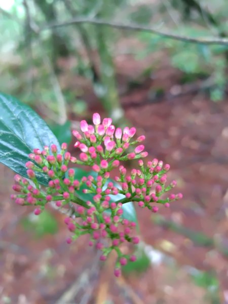 稍來小雪山國家步道、船型山、鞍馬山、鞍馬山東北峰、天池、雪山神木2799709