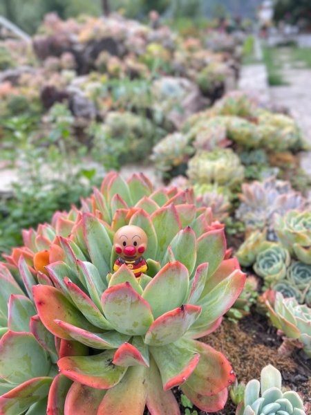 川藏深度之旅33天/A行程2901247