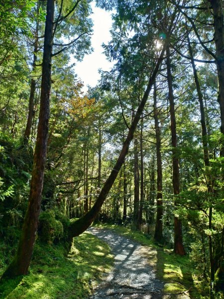 台灣山毛櫸國家步道708298