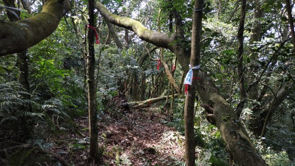 ✅糞箕湖古道(雙線)-新向天池山西南稜-向天池山 (古道再開新徑銜接.北穿直上881.全段修徑開通)2483595