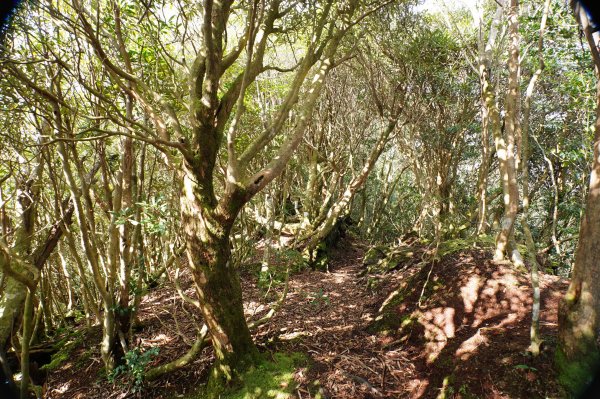 桃園-三峽 志繼山、東眼山、拉卡山、卡外山3005195