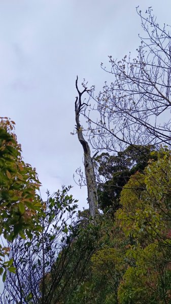 埔里六秀之3關刀山（順走關刀山西峰/西關刀山北峰）1644280