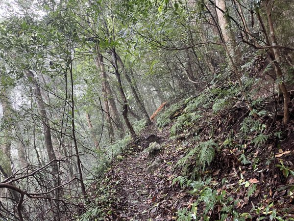 [皮皮獅探險隊-08/10] 2025_0719 李崠山步道2842979