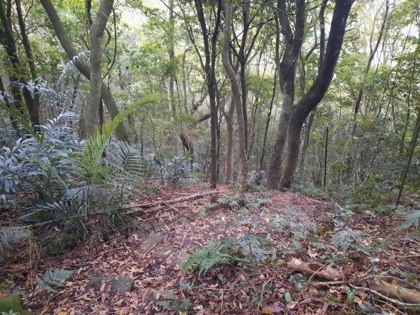 騰龍山 橫龍山北峰 橫龍山 O型1205342