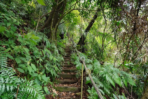 新北 烏來 大刀山、拉樸山、阿玉溪山2704953
