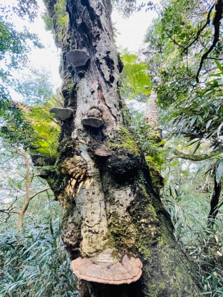 【內鳥嘴山】金黃色山毛櫸1202577