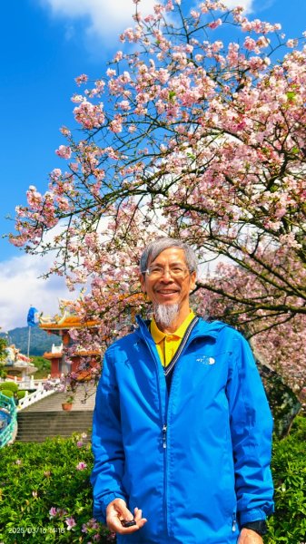 #綠繡眼 訪花 #吉野櫻 #天元宮 #楓樹湖 03162736704