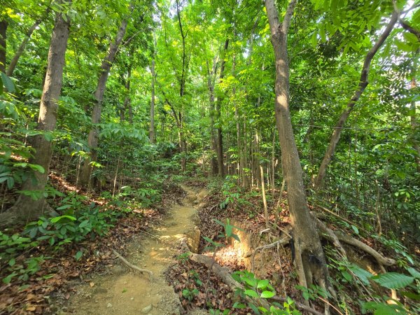 2025-04-21 茶頂山桃花心木步道2767811