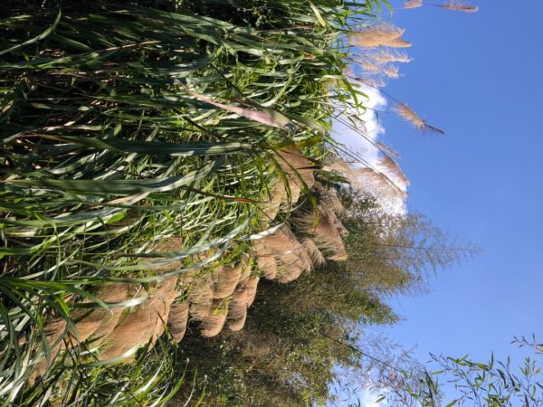 嘉義縣番路鄉二延平山1965551