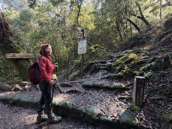 鎮西堡巨木步道B區全段+A區部分3008505