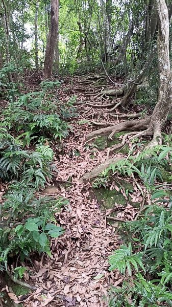 20250531 新竹關西 赤柯山及東獅頭山 O型2801103