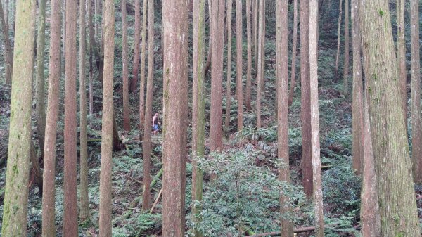 大雪山生態社區-橫嶺山木馬古道(亦稱橫嶺山自然步道) / 6.6K-6.0K步道出口-3.5K1762747