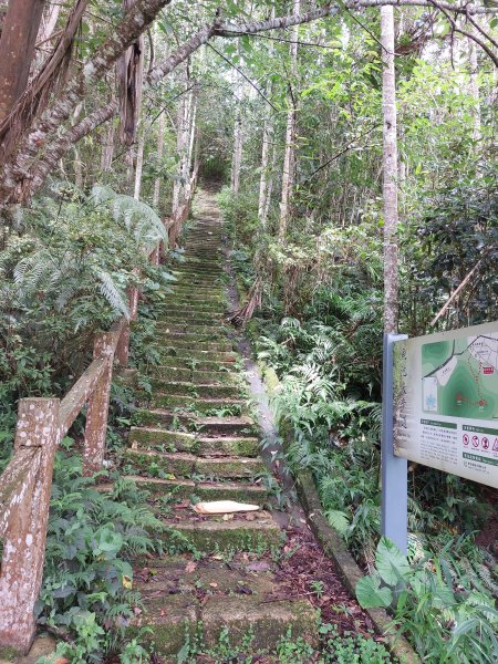 一日魚池三步道：澀水森林步道、魚池尖登山步道、金龍山步道202207021803901