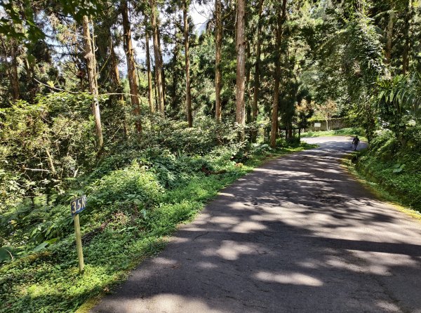 [百山百鳥尋旅-05/15] 2025_0830 溪頭賞鳥步道_銀杏步道2875503