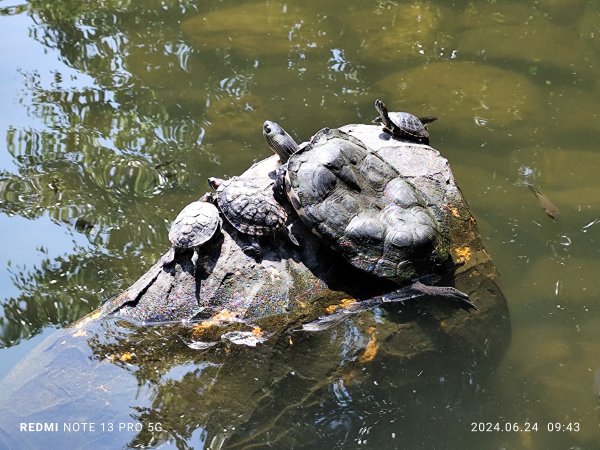 大安森林公園【走路趣尋寶】；大港墘公園、瑞陽公園【臺北健走趣】2535129