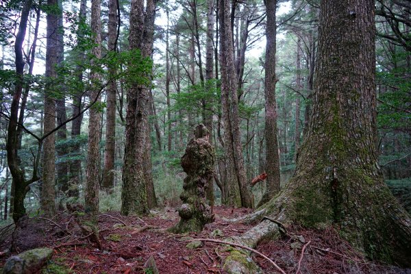 【44個理查】【桃山神木】2285558