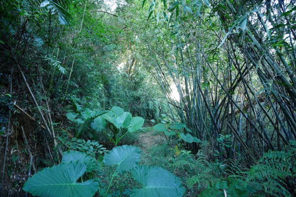 新竹 竹東 柯子湖山、尖山2613898