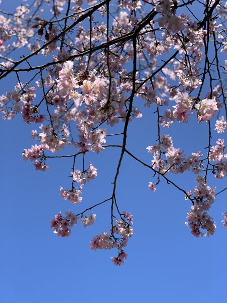 【中級山】外鳥嘴山、櫻花下啟程，盡覽石門風光1639933