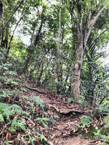 關西赤柯山、東獅頭山步道2262826