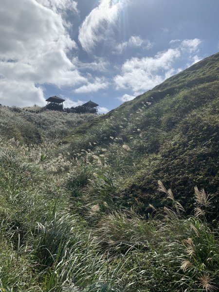 【新北-宜蘭】芒花綻開草嶺古道散步去872373