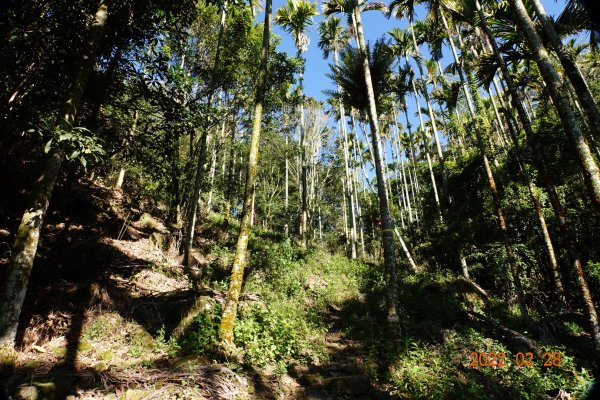 嘉義 大埔 馬頭山1624505