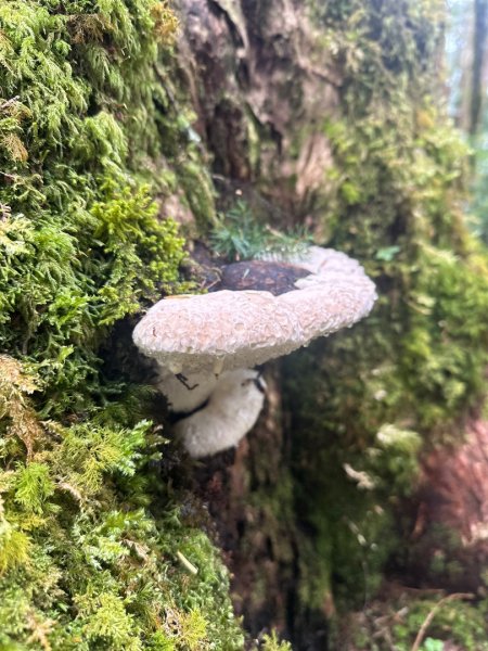 20251004-06戒茂斯嘉明湖2914198